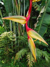 (image for) Heliconia \'Griggsiana\' 5 Seeds
